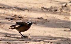 Phoenicurus moussieri