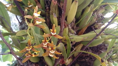 Prosthechea semiaperta