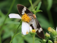 Nyctemera tripunctaria