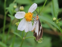 Nyctemera tripunctaria