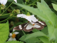 Nyctemera tripunctaria