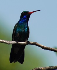 Cynanthus latirostris