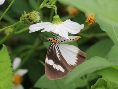 Nyctemera tripunctaria