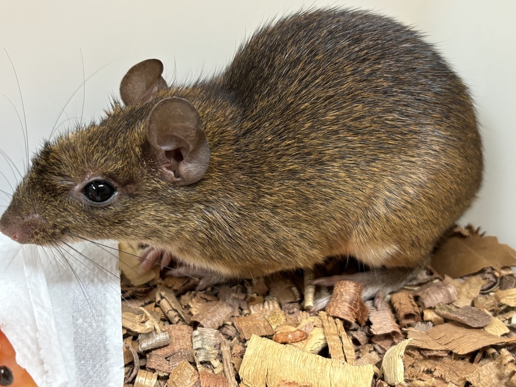 Roberto's Spiny-Rat