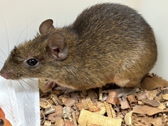 Roberto's Spiny-Rat photo 1