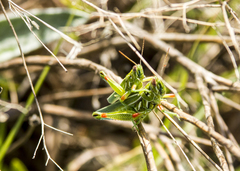Hesperotettix viridis