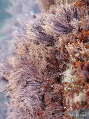 Lithothrix aspergillum