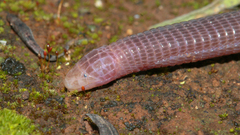 Moroccan Worm Lizard photo 1