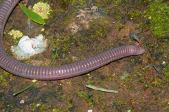 Moroccan Worm Lizard photo 3