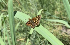 Carterocephalus skada