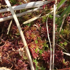Sphagnum subnitens
