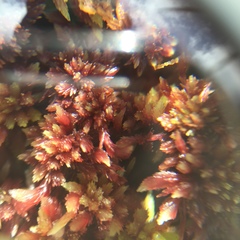 Sphagnum subnitens