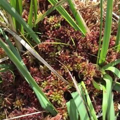 Sphagnum subnitens