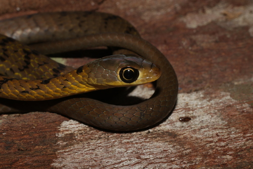 Photo of a Thirteen-scaled Green Snake (Philothamnus carinatus)