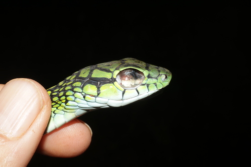 Large-eyed Green Treesnake