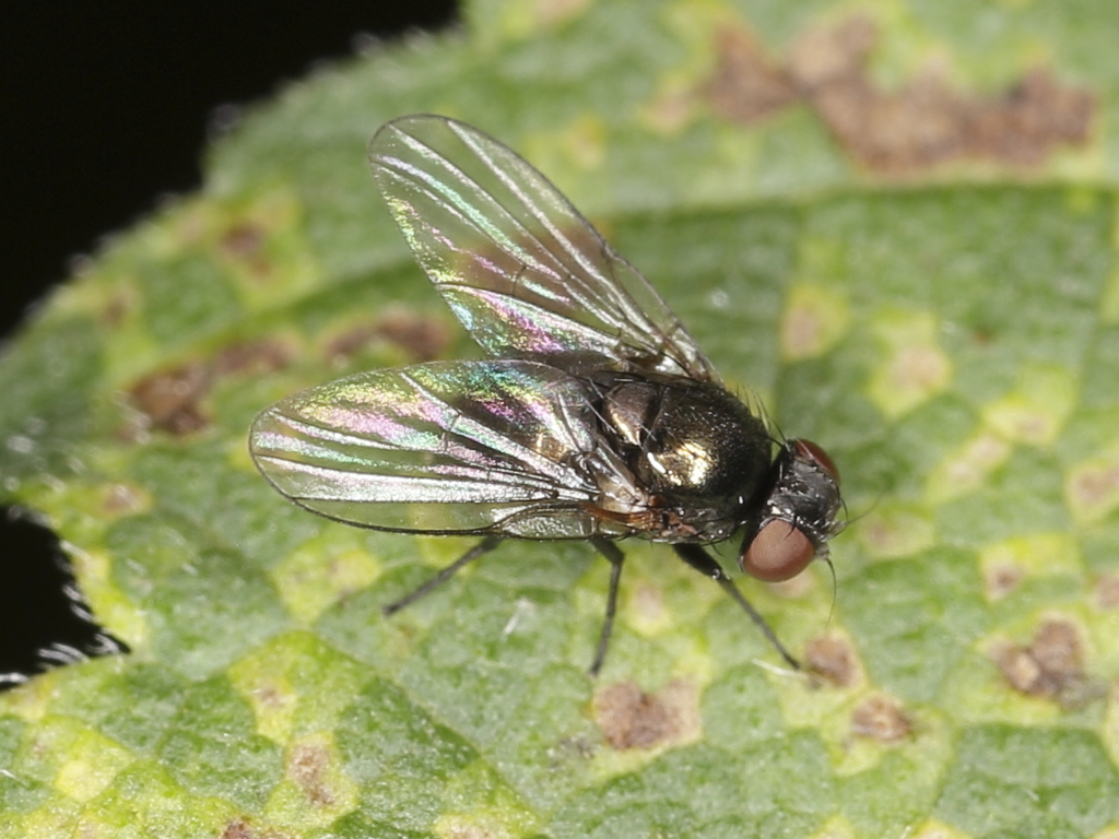 Agromyzinae