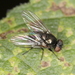 Agromyzinae - Photo (c) Guido Bohne, some rights reserved (CC BY-SA), uploaded by Guido Bohne
