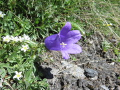 Campanula alpestris