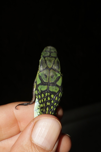 Large-eyed Green Treesnake