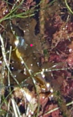Egregia