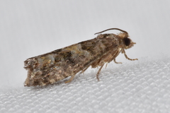 Eucopina tocullionana