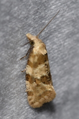 Aethes argentilimitana