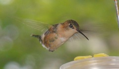Selasphorus rufus