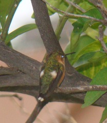Selasphorus rufus