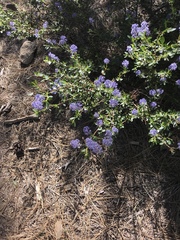 Ceanothus parvifolius