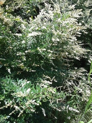 Ligustrum quihoui