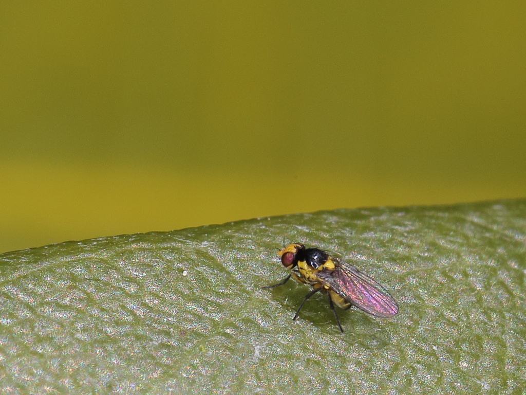 Liriomyza flaveola