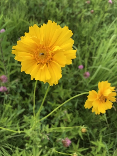 Coreopsis lanceolata