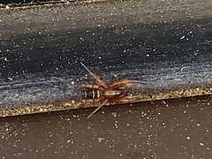 Herpyllinae