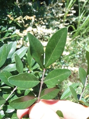 Ligustrum quihoui