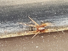 Herpyllinae