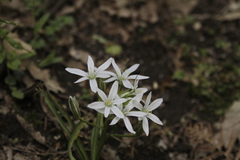 Ornithogalum umbellatum