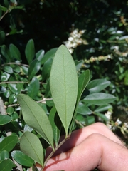Ligustrum quihoui
