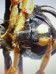 Rhodanthidium septemdentatum