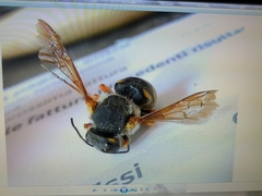 Rhodanthidium septemdentatum