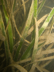 Phyllaplysia taylori