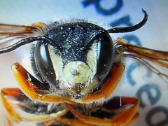 Rhodanthidium septemdentatum