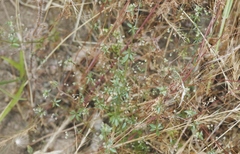 Galium parisiense