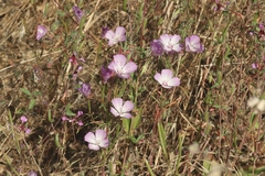 Clarkia bottae