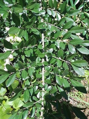 Ligustrum quihoui