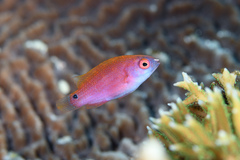 Exquisite Wrasse photo 3