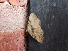 Digrammia gnophosaria