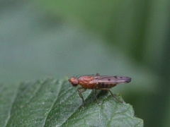 Opomyza florum