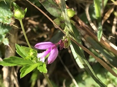 Polygala serpyllifolia