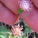 Emilia transvaalensis - Photo (c) magdastlucia,  זכויות יוצרים חלקיות (CC BY-NC), הועלה על ידי magdastlucia
