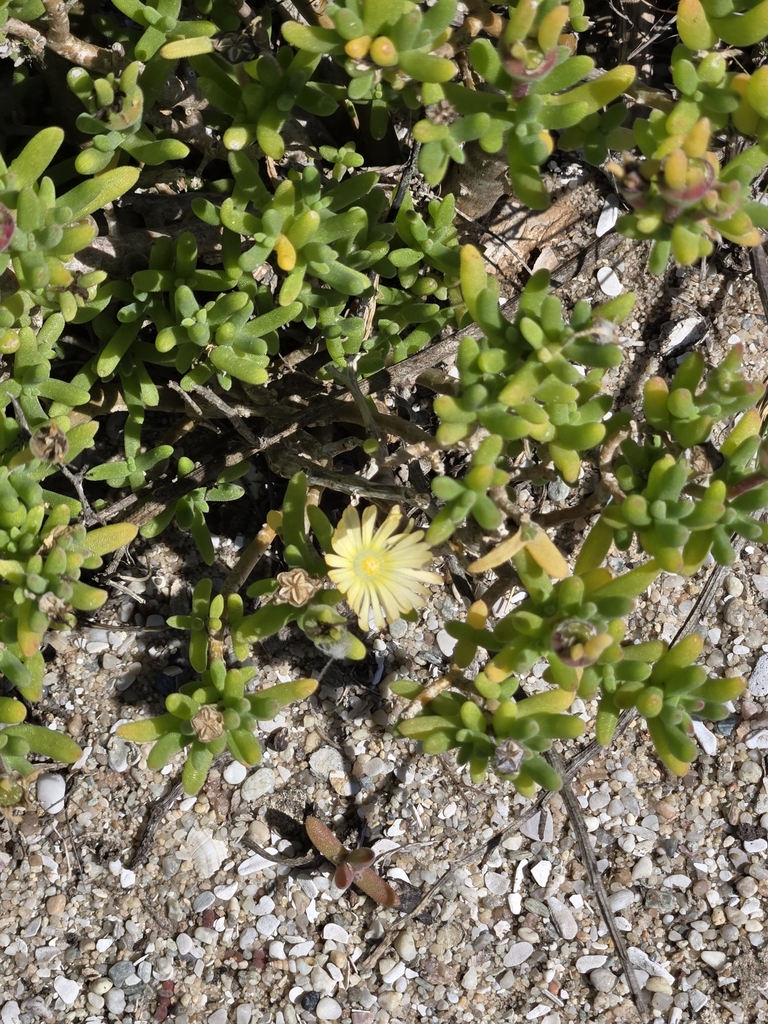 Drosanthemum robustum 2